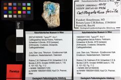 Foto (Objket + Etiketten) von Catillogalathea falcula (Robins, Feldmann, Schweitzer & Bonde, 2016) 